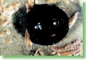 Chilocorus nigrita, cochinillas harinosas