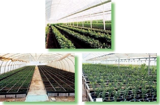 Viveros protegidos, material de siembra de buena calidad Viveros protegidos, material de siembra de buena calidad