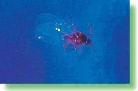 Macho de un Pseudococcus Macho de un Pseudococcus