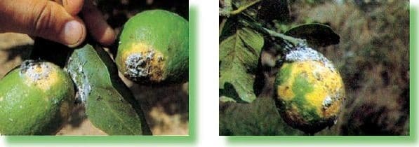 Colonias de Pseudococcus en limón Colonias de Pseudococcus en limón