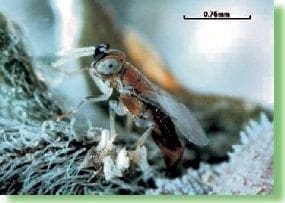 Anagyrus pseudococci Anagyrus pseudococci, cochinillas harinosas