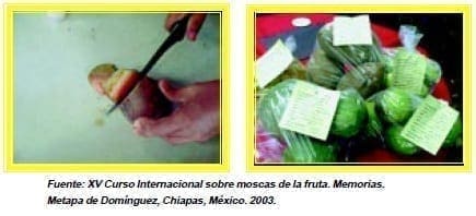 Muestreo de frutos, disección y embolsado, Moscas de la Fruta Muestreo de frutos, disección y embolsado, Moscas de la Fruta
