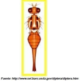 habitus dorsal de la mosca suramericana habitus dorsal de la mosca suramericana