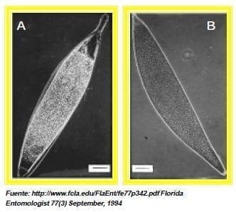 huevos de moscas de la fruta huevos de moscas de la fruta