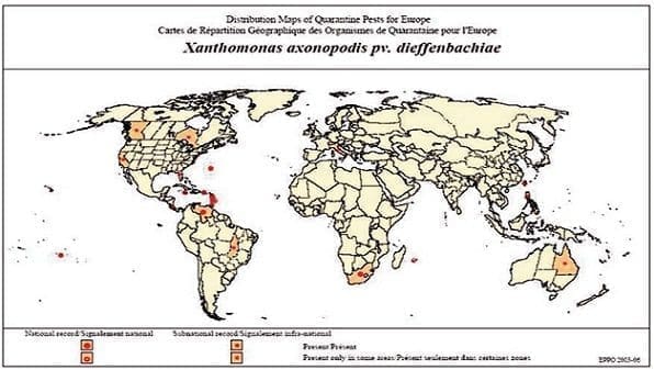 mapa cancer citricos mapa cancer citricos, cochinillas harinosas