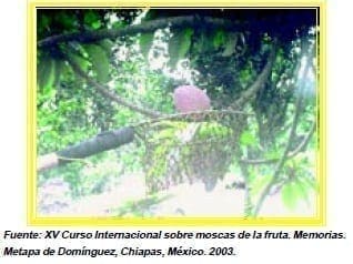 Muestreo de frutos, Detección de las Moscas de la Fruta Muestreo de frutos, Detección de las Moscas de la Fruta