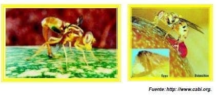 oviposicion de las moscas de la fruta oviposicion de las moscas de la fruta