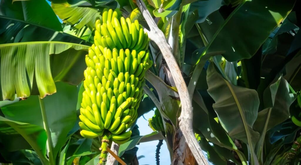 platanos-saludable