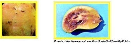 proliferacion de bacterias proliferacion de bacterias