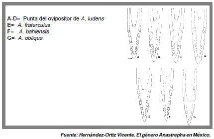 punta del ovipositor punta del ovipositor