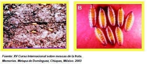 pupas de moscas de la fruta pupas de moscas de la fruta