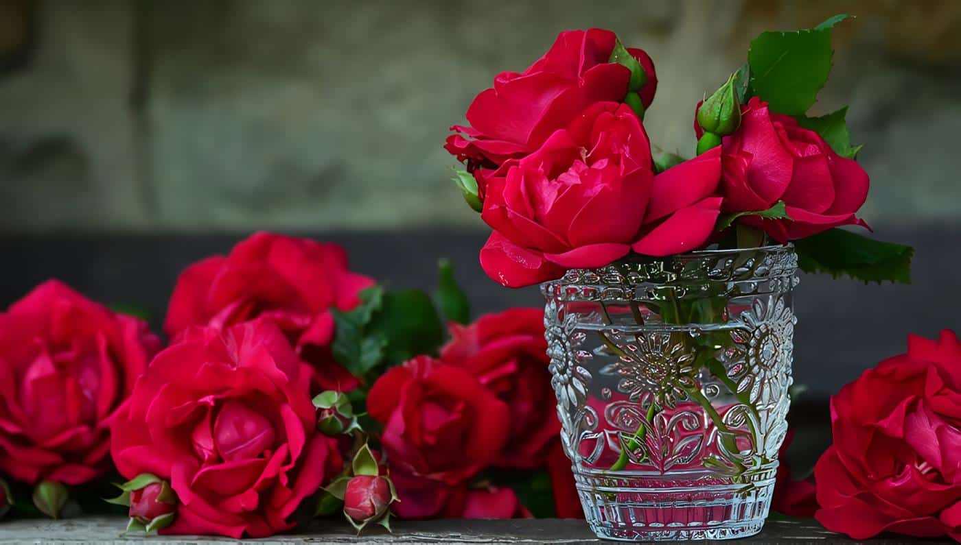 Cultivo de Rosa y desarrollo de brotes basales