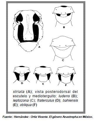 torax en vista dorsal diferentes moscas torax en vista dorsal diferentes moscas
