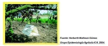 Trampa Jackson - Moscas de la Fruta Trampa Jackson - Moscas de la Fruta