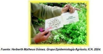 Revisión de la trampa Jackson - Moscas de la Fruta Revisión de la trampa Jackson - Moscas de la Fruta