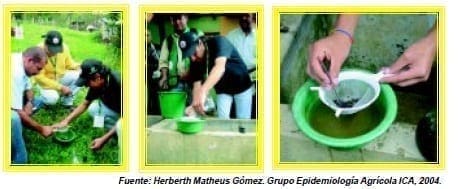 Monitoreo de Trampas McPhail - Moscas de la Fruta Monitoreo de Trampas McPhail - Moscas de la Fruta