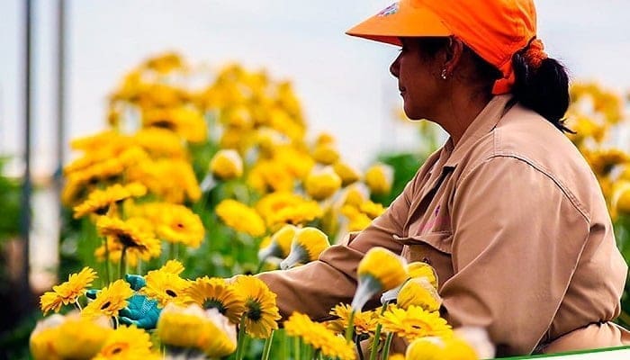 ventas externas de flores