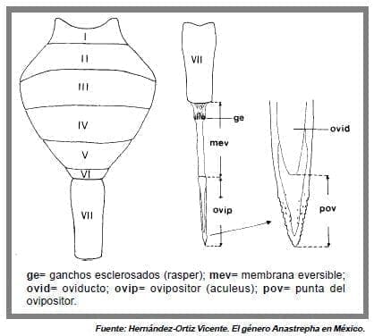 vista dorsal del abdomen vista dorsal del abdomen
