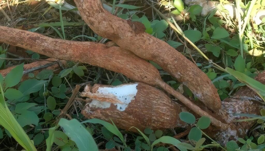 yuca-secuencia-genomica