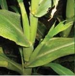  Fitoplasma, enfermedad maíz