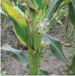 Espiroplasma del maíz