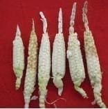 Achaparramiento, incidencia de la enfermedad