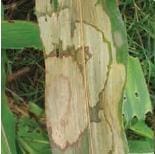 Bandeado de la Hoja Bandeado de la Hoja