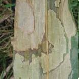 Bandeado de la Hoja Bandeado de la Hoja