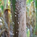Bandeado de la Hoja Bandeado de la Hoja