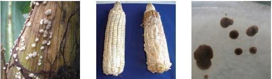 Bandeado de la Hoja Bandeado de la Hoja