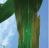 Borde Blanco Borde Blanco