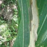 Borde Blanco Borde Blanco