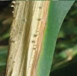 Borde Blanco Borde Blanco