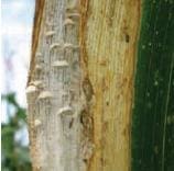 Borde Blanco Borde Blanco