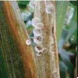 Borde Blanco Borde Blanco