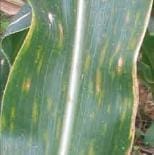 Complejo Mancha Gris Complejo Mancha Gris