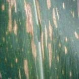 Complejo Mancha Gris Complejo Mancha Gris