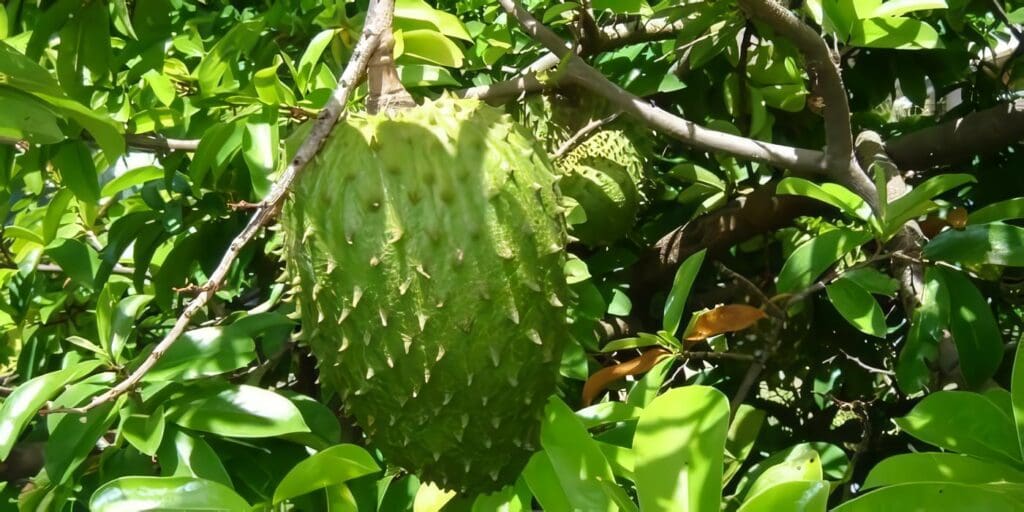 Cultivo-de-Guanabana