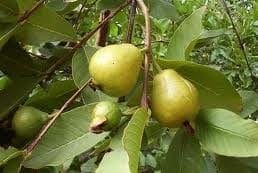 Tallo de la guayaba Tallo de la guayaba