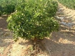 Descripción de la guayaba Descripción de la guayaba