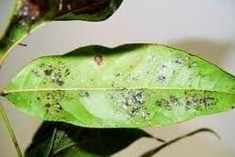 Cultivo de guayaba enfermedad Cultivo de guayaba enfermedad