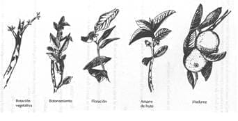 Madurez de la guayaba Madurez de la guayaba