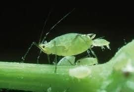 Pulgón Verde Pulgón Verde