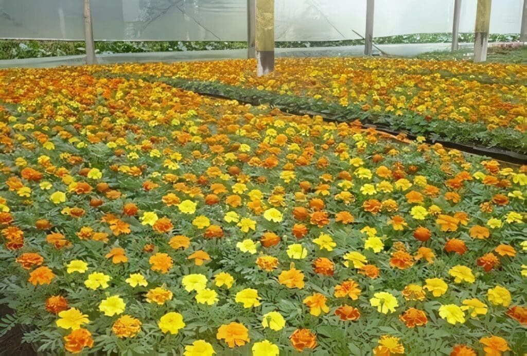 Floricultura-flores