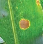 Mancha Anular Mancha Anular