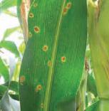 Mancha Anular Mancha Anular