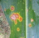 Mancha Anular Mancha Anular