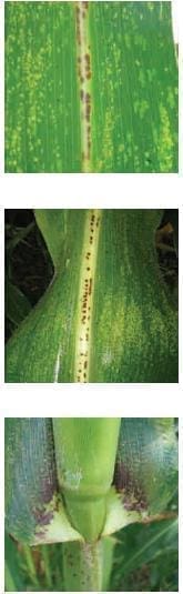 Mancha Parda Mancha Parda, enfermedades causadas por hongos