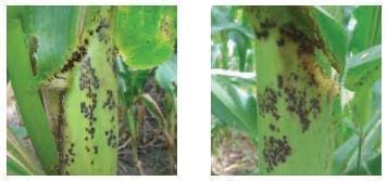 Mancha Parda Mancha Parda