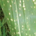 Mancha Por Phaeosphaeria Mancha Por Phaeosphaeria